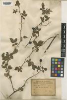 Rosa arvensis Roth [family ROSACEAE]