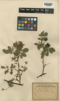 Rosa tomentosa Sm. [family ROSACEAE]