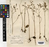 Saxifraga sachalinensis F.Schmidt [family SAXIFRAGACEAE]
