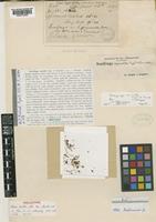 Holotype of Saxifraga nanella Engl. & Irmsch. [family SAXIFRAGACEAE]