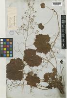 Heuchera parviflora Bartl. var. parviflora [family SAXIFRAGACEAE]