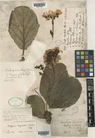 Type of Bergenia ciliata Stein f. ligulata Yeo [family SAXIFRAGACEAE]