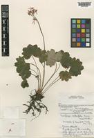 Saxifraga cuneifolia L. f. rosea B. Matthew [family SAXIFRAGACEAE]