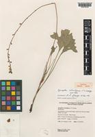 Isotype of Synaphea otiostigma A.S.George [family PROTEACEAE]