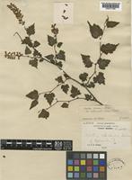 Type of Neillia ribesioides Rehder [family ROSACEAE]