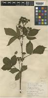 Lectotype of Rubus sprengelii unrecorded var. dentatifolius [family ROSACEAE]