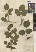 Syntype of Rubus castrensis Wolley-Dod [family ROSACEAE]