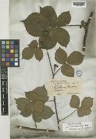 Rubus tuberculatus Bab. [family ROSACEAE]