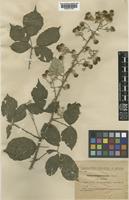 Rubus ulmifolius Schott [family ROSACEAE]