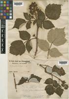 Rubus phoenicolasius Maxim. [family ROSACEAE]