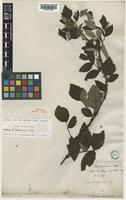 Holotype of Rubus furfuraceus Wall. [family ROSACEAE]