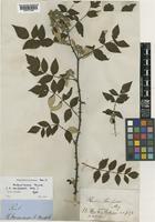 Type of Rubus niveus Thunb. [family ROSACEAE]