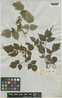 Rubus hypogynus Edg. [family ROSACEAE]