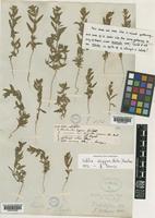 Vahlia digyna (Retz.) Kuntze [family VAHLIACEAE]