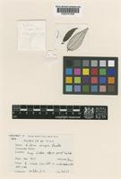 Type of Gibbsia insignis Rendle [family URTICACEAE]