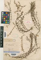 Holotype of Epilobium polyclonum Hausskn. [family ONAGRACEAE]