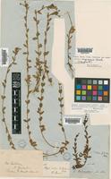 Epilobium alsinoides A.Cunn. subsp. atriplicifolium (A.Cunn.) P.H.Raven & Engelhorn [family ONAGRACEAE]