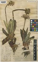 Primula sinopurpurea Balf. f. ex Hutch. [family PRIMULACEAE]