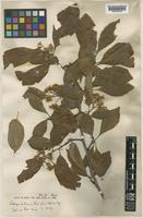 Type of Crataegus pubescens C.Presl f. stipulacea Stapf [family ROSACEAE]