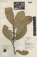 Isotype of Ardisia solida B.C.Stone [family MYRSINACEAE]