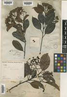 Photinia prunifolia Lindl. [family ROSACEAE]
