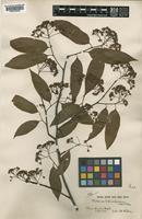 Photinia schneideriana Rehder & E.H.Wilson [family ROSACEAE]