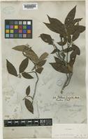 Holotype of Photinia arguta Wall. ex Lindl. [family ROSACEAE]