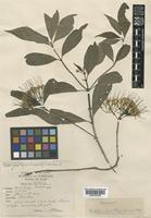 Pavetta aspera Craib var. breviflos Craib [family RUBIACEAE]