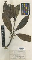 Timonius pachyphyllus Merr. [family RUBIACEAE]