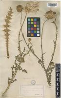 Carduus vivariensis JORDAN [family COMPOSITAE]
