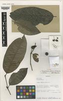 Holotype of Polysphaeria ntemii S.E.Dawson & Gereau [family RUBIACEAE]