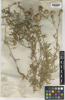 Centaurea cineraria L. subsp. cineraria [family COMPOSITAE]