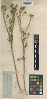Centaurea diffusa Lam. [family COMPOSITAE]