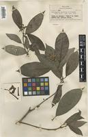 Isotype of Gillespiea speciosa A.C.Sm. [family RUBIACEAE]
