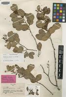 Type of Maniltoa minor A.C.Sm. [family LEGUMINOSAE]