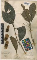 Terminalia bialata Kurz var. cuneifolia [family COMBRETACEAE]