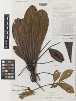 Isotype of Terminalia archipelagi Coode [family COMBRETACEAE]