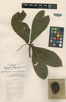 Isotype of Terminalia whitmorei Coode [family COMBRETACEAE]