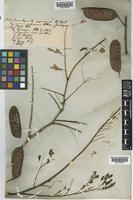 Caesalpinia decapetala (Roth) Alston [family LEGUMINOSAE]