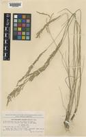Puccinellia festuciformis (Host) Parl. subsp. convoluta (Hornem.) W.E.Hughes [family POACEAE]