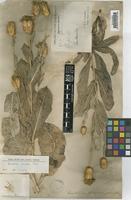 Serratula latifolia Boiss. [family COMPOSITAE]