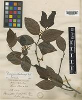 Diospyros chaetocarpa Kosterm. [family EBENACEAE]