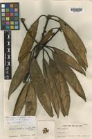 Actinodaphne kinabaluensis Kosterm. [family LAURACEAE]