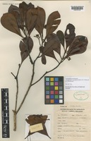 Type of Tristaniopsis pontianensis (M.R.Hend.) Peter G.Wilson & J.T.Waterh. [family MYRTACEAE]