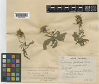 Centaurea debeauxii Godr. & Gren. subsp. nemoralis (Jord.) Dostál [family COMPOSITAE]