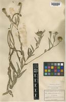 Centaurea trichocephala M.Bieb. ex Willd. subsp. simonkaiana (Hayek) Dostál [family COMPOSITAE]