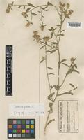 Centaurea patula Boiss. [family COMPOSITAE]