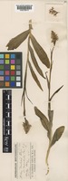 Dactylorhiza fuchsii (Druce) Soó [family ORCHIDACEAE]