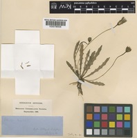 Leontodon taraxacoides (Vill.) Mérat subsp. taraxacoides (Vill.) Mérat [family COMPOSITAE]