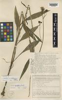 Syntype of Hieracium protractum Lindeb. var. shetlandicum Dahlst. [family COMPOSITAE]